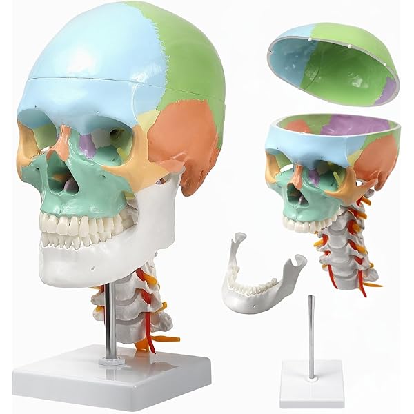 Amazon | [AiO JAPAN] 実物大 頭蓋骨 レプリカ あごが動く可動式 骸骨