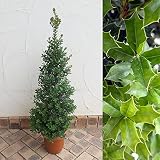 ヒイラギ：姫ヒイラギ（奄美ヒイラギ）ツリー仕立て7号鉢植え[寄せ植えやクリスマスの飾りつけに！] ノーブランド品