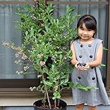 5年生超特大苗2品種寄せ植え２４ｃｍポット樹高約120cm[写真のような大苗、初夏には実がつきます]肥料付き