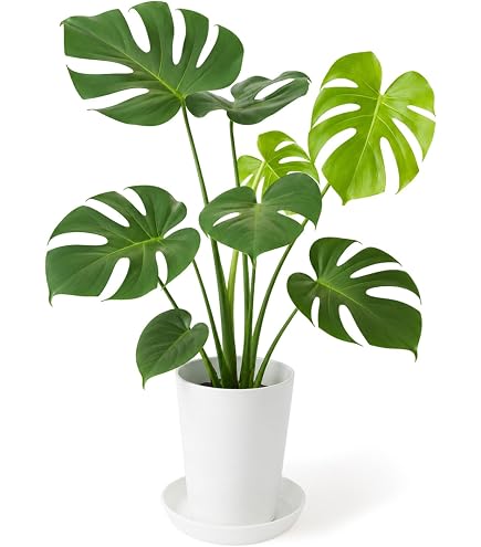 Amazon｜らっきょう竹苗木盆栽仕立て｜観葉植物 オンライン通販