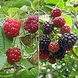 木いちごの苗2種セット（ボイソンベリー・インディアンサマー） ノーブランド品