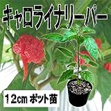 【期間限定】キャロライナリーパーの苗（12cmポット）ギネス認定世界一辛い超激辛唐辛子