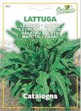野菜の種 レタス(ラトゥーガ)・カタローニャ