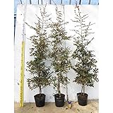 【5本セット】 トキワマンサク（赤葉赤花） 樹高1.5m前後 18cmポット 常盤満作 ときわまんさく 生垣用 苗木 植木 苗 庭木 生け垣