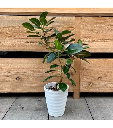 Amazon｜希少 斑入フランスゴムの木 ルビギノーサ 観葉植物｜観葉植物