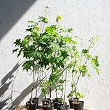 イタヤカエデ 樹高80～100cm前後 5本セット