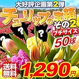 国華園　チューリップ球根　チューリップ宝箱　第２弾　50球【※発送が国華園からの場合のみ正規品です】