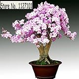 100 Pcs/ bag 22 kinds Azalea Flower Seeds Rhododendron plant, Rare Bonsai DIY Garden Plants, Like Sa