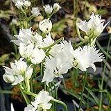 【山野草】サギソウ「飛翔」