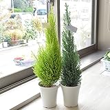 相武ガーデン ゴールドクレスト＋シルバースター 4寸 高さ:約55cm クリスマス ギフト クリスマスツリー