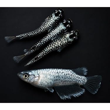 最新リリース: 生体（観賞魚・水中生物） の新着