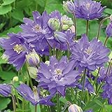 国華園　花苗　西洋おだまき　ブルー　5株【※発送が国華園からの場合のみ正規品です】