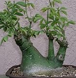 Adenia glauca - caudiciform - 3 seeds