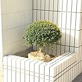庭木：キンメツゲ（玉作り）特大株！