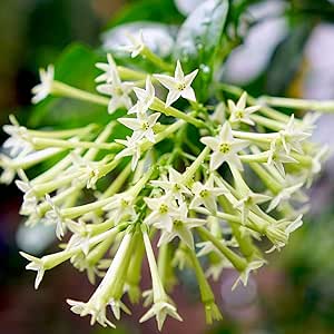 Amazon Co Jp 夜香木 ナイトジャスミン 9cmポット苗 品種で選べる花木苗 1個売り 学名 Cestrum Nocturnum ナス科ケストルム属の半耐寒性常緑低木 ヤコウボク 夜香木 は西インド諸島原産の常緑低木で 別名ナイトジャスミンとも呼ばれます 筒状で淡緑色の 花は目立ち