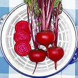 国華園　野菜たね　ビーツ　1袋(10ml入)【※発送が国華園からの場合のみ正規品です】