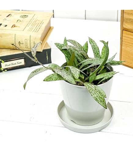 Amazon.co.jp: Hoya inflata ホヤ インフラータ 希少 抜き苗 : DIY