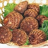 国華園　里いも種芋　子宝R　500g【※発送が国華園からの場合のみ正規品です】