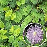 【メール便配送】国華園　花たね オジギソウ 1袋(200mg)【※発送が国華園からの場合のみ正規品です】