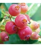 Amazon.co.jp: ブルーベリー ピンクレモネード 4.5号ポット 1個売り