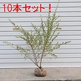 庭木：シルバープリペット（斑入りプリペット） H：約50-60cm　１０本セット！