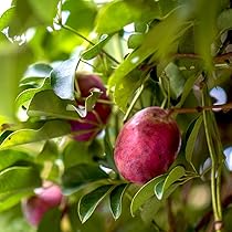 ムベ　挿し木　抜き苗　現品 61ULHRNRO1L._AC_UL210_SR210,