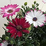 オステオスペルマム：シンフォニー・カラーズハーモニー紫白系5号鉢植え ノーブランド品