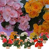 ニキフルール　まとめ買い用4号ベゴニアアソート　6点からのご注文　花鉢植え　ギフト　プレゼント　贈答品　クリスマス　お歳暮　卒園　卒業　入園　入学　6鉢目から送料無料