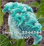 100 pcs blue Cockscomb seeds, celosia spicata plant, bonsai flower seeds Pure blue Cockscomb tree po