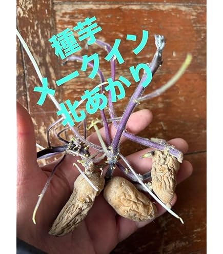 Amazon.co.jp: 春植え用 種芋 北海道産 タネ馬鈴薯 じゃがいも インカ