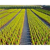 小泉製麻 防草ルンルンシート 黒 150cm×100m (国産防草シート) [カラー:黒黒]