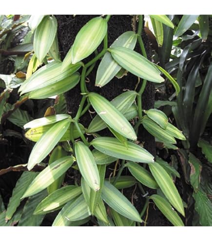 Amazon｜観葉植物 バニラビーンズの苗 斑入り D｜観葉植物 オンライン通販