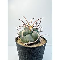 選抜 緋冠竜 実生 太刺 鉢植えメルカリ便送料込み 緋冠竜 太刺 実生 鉢植えメルカリ便発送( •ω- )☆