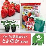 イチゴの袋栽培セット：ベルポットとイチゴ苗／とよのか（豊の香）[博多生まれの定番品種] ノーブランド品