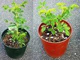 ハマナス 赤x1鉢 白x1鉢 鑑賞 お風呂に 果実(ローズヒップ)はジャムに