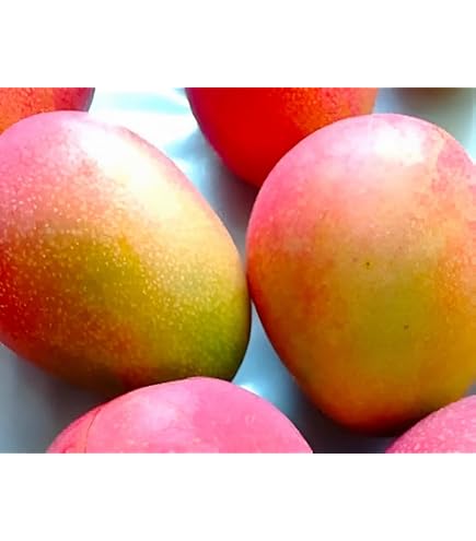 Amazon.co.jp: P.Q.THAILAND GREEN MANGO THAILAND 1KG - タイ産