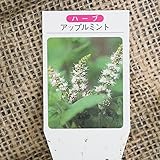 ハーブ 苗 【ミント アップルミント】 3号ポット×5株セット