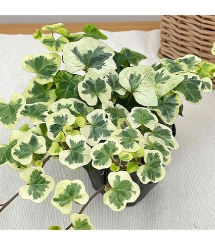 Amazon.co.jp: ヘデラ：カナリエンシス（オカメヅタ）斑入り3.5号