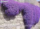 Flower seeds 100 Aubrieta Seeds - Cascade Purple FLOWER SEEDS, Superb perennial ground cover , flowe
