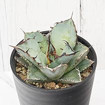 【チタノタ3種セット】BB 黒犀牛 ゴリ猫　鉢ごとメルカリ便発送 Amazon｜アガベ・チタノタ「黒犀牛（クロサイ）」 3.5号鉢｜観葉