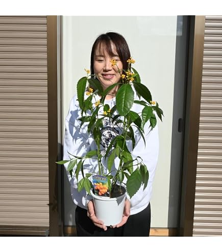 千両2号 トナシム トルバム カレヘン 台太郎 赤茄子 苗 50本 8cmポット Amazon.co.jp: 千両2号 トナシム トルバム カレヘン 台太郎 赤茄子 苗