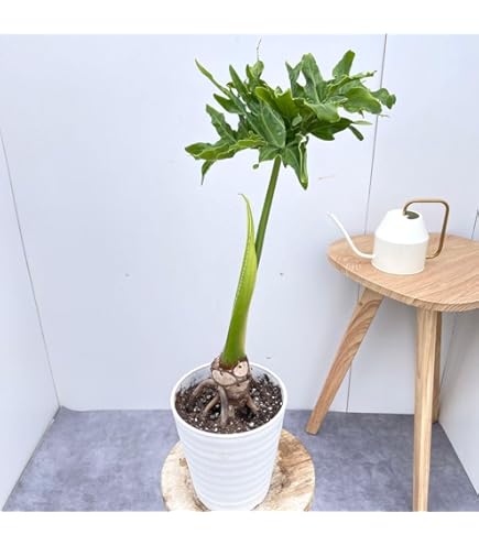 現品　フィロデンドロン　セローム　ホープ　34番　根上がり　観葉植物 セローム ホープ 根上がり 観葉植物 室内 〈モンステラ