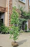 常緑ヤマボウシ樹高2.0m前後 ホンコンエンシス月光【最高品種】