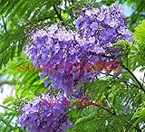 家庭菜園のための100pcs /バッグブルーパープルジャカランダMimosifoliaツリー低木、木の種子、盆栽の花の種、植物