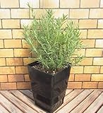 ローズマリー ７号角鉢 安定感のある黒のデザイン鉢仕様です＊お届け先地域によっては別途送料が発生する場合があります