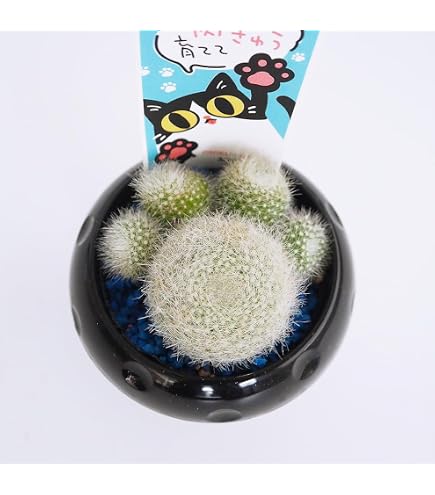 Amazon｜オベサ鉄甲⑱ 良型 フーフォルビアオベサ✕鉄甲丸｜観葉植物