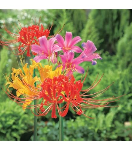 Amazon.co.jp: 夏植え球根 リコリス定番リコリスセット 3種16球