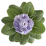 国華園　花たね プリムラ ブルージーンズ 1袋(20粒)【※発送が国華園からの場合のみ正規品です】
