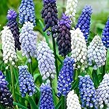 国華園 秋植え球根 ムスカリ 4種ミックス（花色見計らい） 40球【※発送が国華園からの場合のみ正規品です】