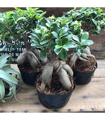 Amazon | 鉢カバー付き幹の太い朴 ガジュマル／ 170cm前後 | 観葉植物